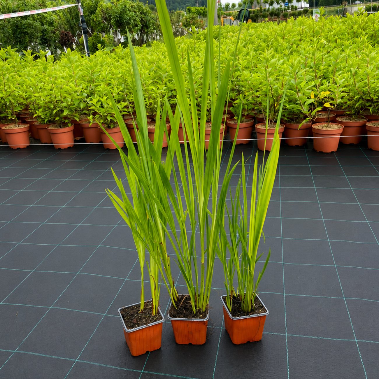 Obrázok Montbrécia (Crocosmia) ´CARMINE BRILLIANT´- kont. P9